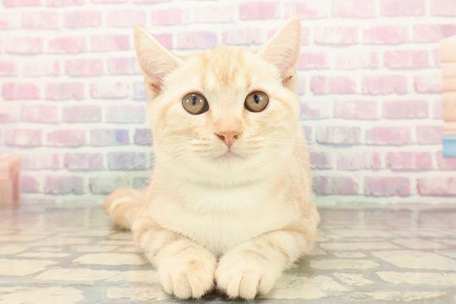 東京都のアメリカンショートヘアー (Coo&RIKU府中店/2025年8月2日生まれ/男の子/クリームタビー)の子猫