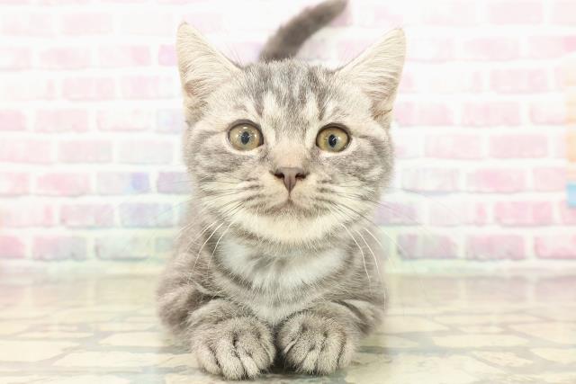 北海道のマンチカン (Coo&RIKU北見店/2025年7月30日生まれ/男の子/ブルータビー)の子猫の1枚目の画像