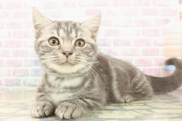 北海道のマンチカン (Coo&RIKU北見店/2025年7月30日生まれ/男の子/ブルータビー)の子猫の2枚目の画像