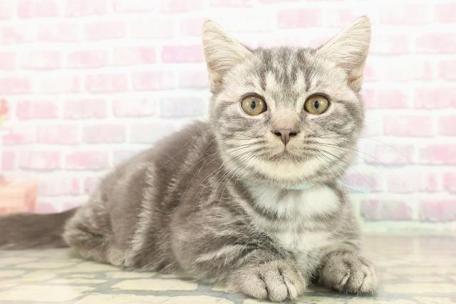 北海道のマンチカン (Coo&RIKU北見店/2025年7月30日生まれ/男の子/ブルータビー)の子猫の3枚目の画像