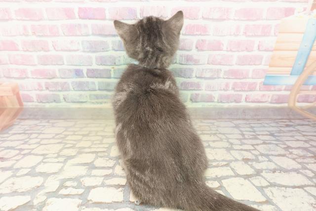 北海道のマンチカン (Coo&RIKU北見店/2025年7月30日生まれ/男の子/ブルータビー)の子猫の4枚目の画像