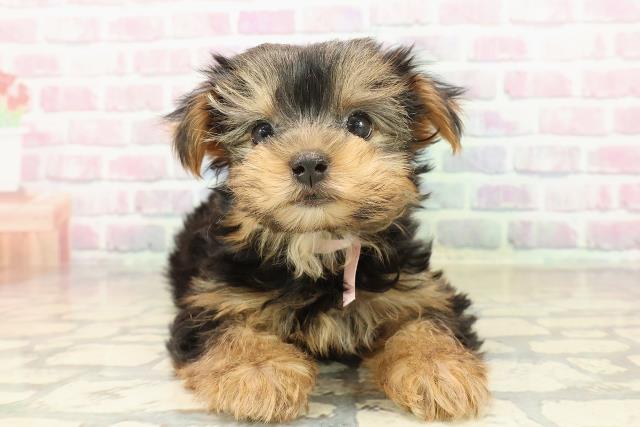 神奈川県のヨークシャーテリア (Coo&RIKU横須賀店/2025年9月16日生まれ/女の子/スチールブルータン)の子犬の1枚目の画像