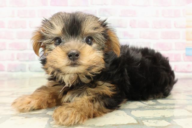 神奈川県のヨークシャーテリア (Coo&RIKU横須賀店/2025年9月16日生まれ/女の子/スチールブルータン)の子犬の2枚目の画像