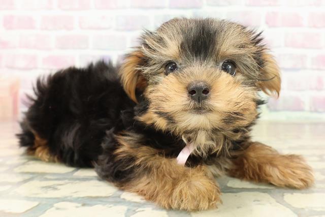 神奈川県のヨークシャーテリア (Coo&RIKU横須賀店/2025年9月16日生まれ/女の子/スチールブルータン)の子犬の3枚目の画像