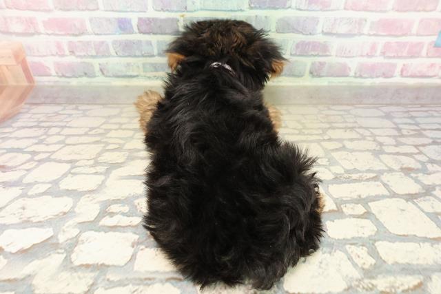 神奈川県のヨークシャーテリア (Coo&RIKU横須賀店/2025年9月16日生まれ/女の子/スチールブルータン)の子犬の4枚目の画像