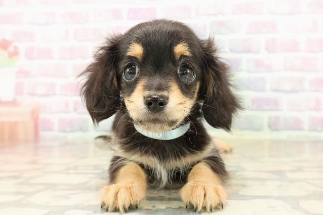 三重県のチワックス(チワワ×ダックス) (Coo&RIKU四日市店/2025年9月19日生まれ/男の子/ブラックタン)の子犬の1枚目の画像