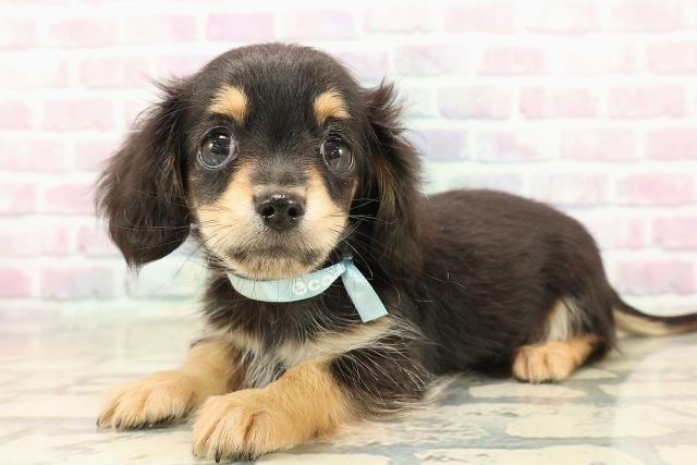 三重県のチワックス(チワワ×ダックス) (Coo&RIKU四日市店/2025年9月19日生まれ/男の子/ブラックタン)の子犬の2枚目の画像