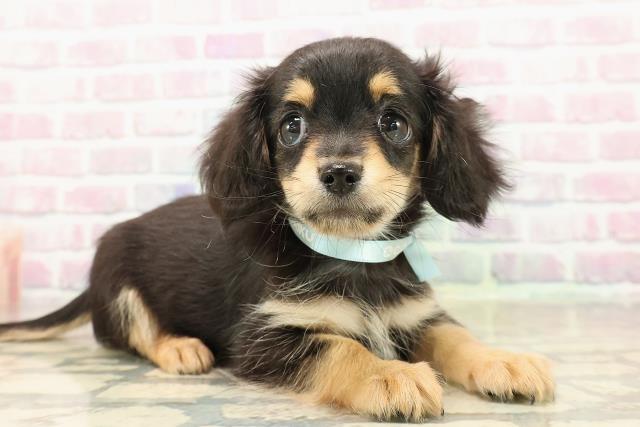 三重県のチワックス(チワワ×ダックス) (Coo&RIKU四日市店/2025年9月19日生まれ/男の子/ブラックタン)の子犬の3枚目の画像