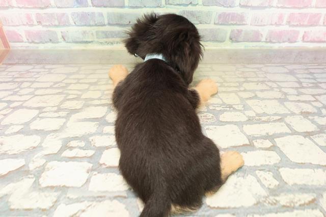 三重県のチワックス(チワワ×ダックス) (Coo&RIKU四日市店/2025年9月19日生まれ/男の子/ブラックタン)の子犬の4枚目の画像