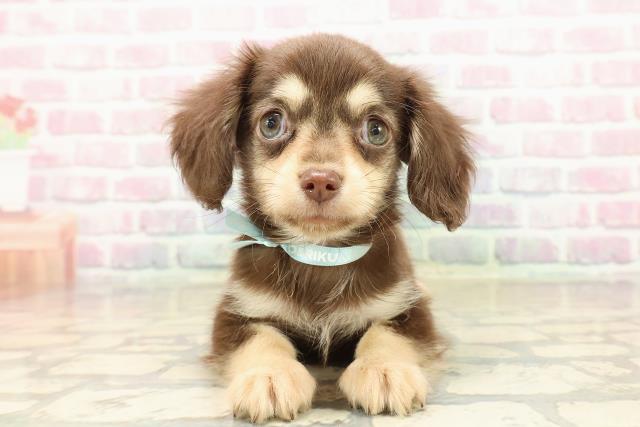 愛知県のチワックス(チワワ×ダックス) (Coo&RIKU名古屋中川店/2025年9月19日生まれ/男の子/チョコレートイエロー)の子犬の1枚目の画像