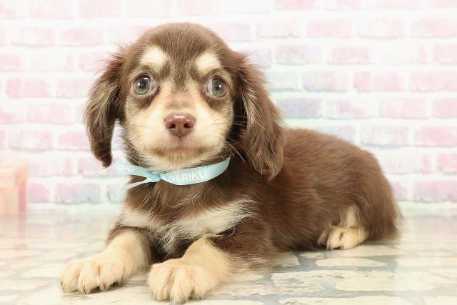 愛知県のチワックス(チワワ×ダックス) (Coo&RIKU名古屋中川店/2025年9月19日生まれ/男の子/チョコレートイエロー)の子犬の2枚目の画像