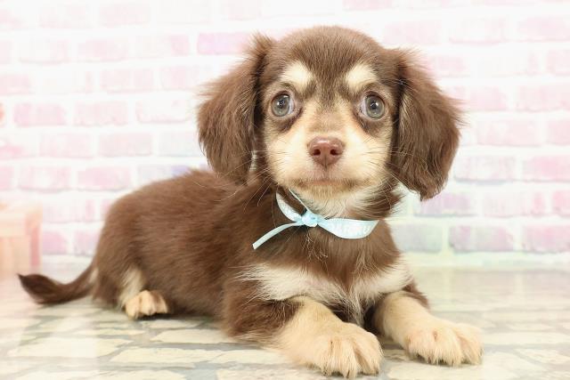 愛知県のチワックス(チワワ×ダックス) (Coo&RIKU名古屋中川店/2025年9月19日生まれ/男の子/チョコレートイエロー)の子犬の3枚目の画像