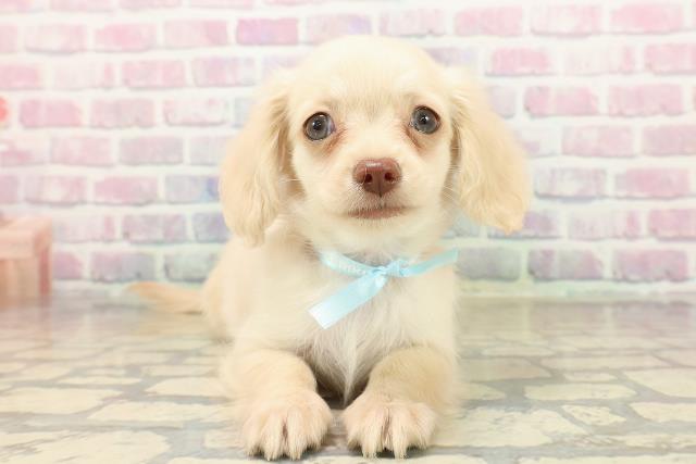 埼玉県のチワックス(チワワ×ダックス) (Coo&RIKU桶川店/2025年9月19日生まれ/男の子/イエロー)の子犬の1枚目の画像