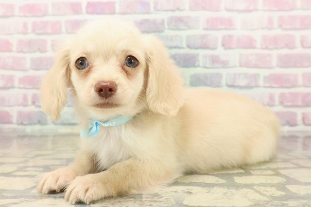 埼玉県のチワックス(チワワ×ダックス) (Coo&RIKU桶川店/2025年9月19日生まれ/男の子/イエロー)の子犬の2枚目の画像