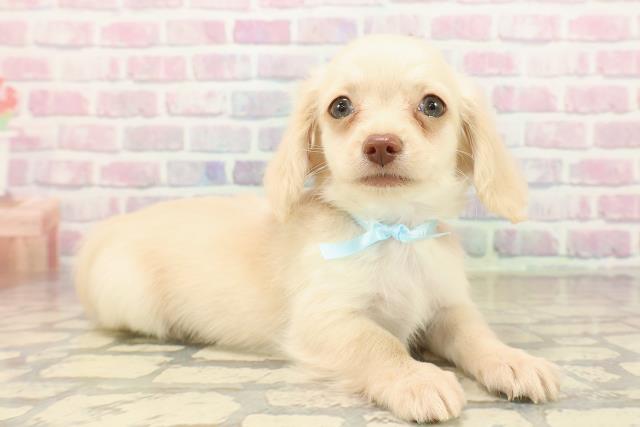 埼玉県のチワックス(チワワ×ダックス) (Coo&RIKU桶川店/2025年9月19日生まれ/男の子/イエロー)の子犬の3枚目の画像