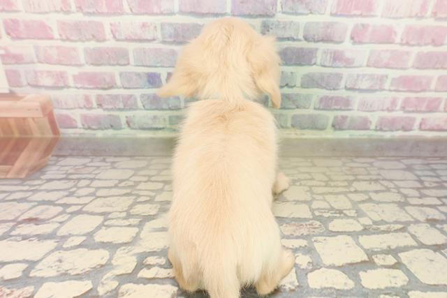 埼玉県のチワックス(チワワ×ダックス) (Coo&RIKU桶川店/2025年9月19日生まれ/男の子/イエロー)の子犬の4枚目の画像