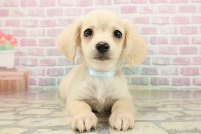 北海道のチワックス(チワワ×ダックス) (Coo&RIKU帯広店/2025年9月19日生まれ/男の子/イエロー)の子犬の1枚目の画像