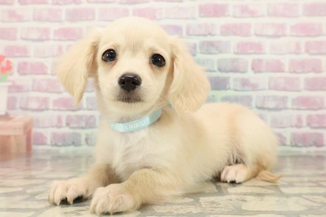 北海道のチワックス(チワワ×ダックス) (Coo&RIKU帯広店/2025年9月19日生まれ/男の子/イエロー)の子犬の2枚目の画像