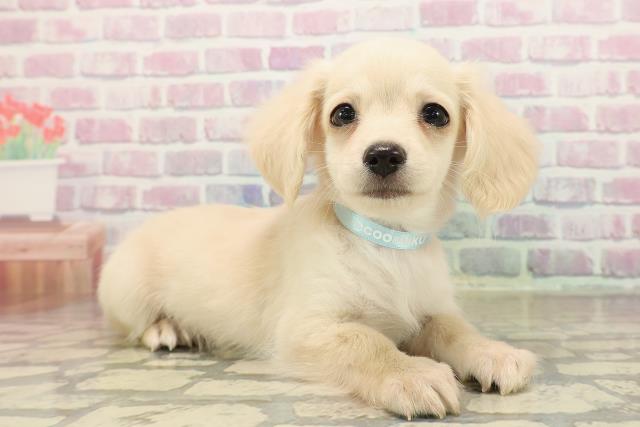 北海道のチワックス(チワワ×ダックス) (Coo&RIKU帯広店/2025年9月19日生まれ/男の子/イエロー)の子犬の3枚目の画像