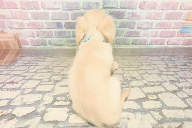 北海道のチワックス(チワワ×ダックス) (Coo&RIKU帯広店/2025年9月19日生まれ/男の子/イエロー)の子犬の4枚目の画像