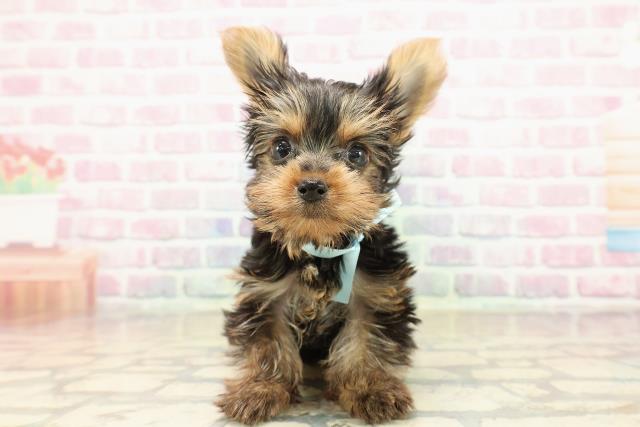 愛知県のヨークシャーテリア (Coo&RIKU名古屋みなと店/2025年9月20日生まれ/男の子/スチールブルータン)の子犬の1枚目の画像