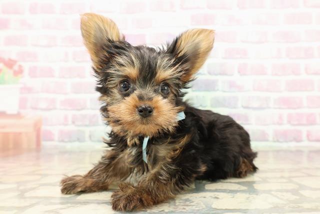 愛知県のヨークシャーテリア (Coo&RIKU名古屋みなと店/2025年9月20日生まれ/男の子/スチールブルータン)の子犬の2枚目の画像