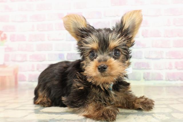 愛知県のヨークシャーテリア (Coo&RIKU名古屋みなと店/2025年9月20日生まれ/男の子/スチールブルータン)の子犬の3枚目の画像