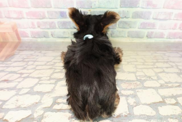 愛知県のヨークシャーテリア (Coo&RIKU名古屋みなと店/2025年9月20日生まれ/男の子/スチールブルータン)の子犬の4枚目の画像
