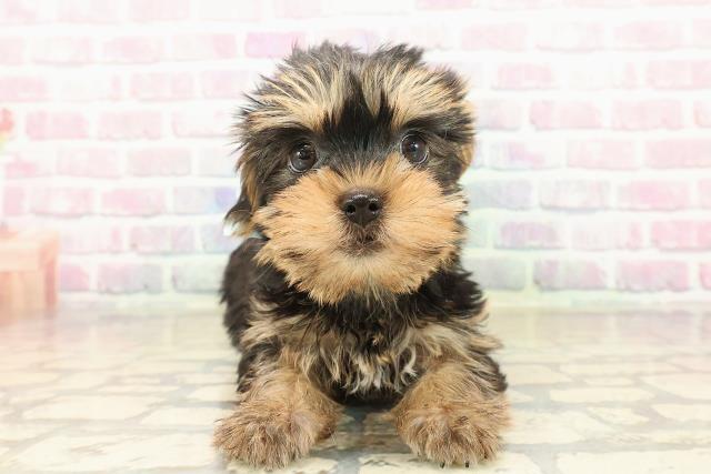 愛知県のヨークシャーテリア (Coo&RIKU名古屋中川店/2025年9月20日生まれ/男の子/スチールブルータン)の子犬の1枚目の画像