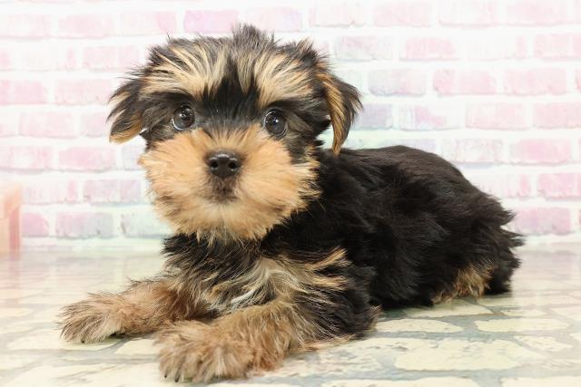 愛知県のヨークシャーテリア (Coo&RIKU名古屋中川店/2025年9月20日生まれ/男の子/スチールブルータン)の子犬の2枚目の画像