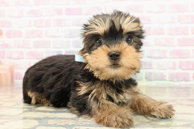 愛知県のヨークシャーテリア (Coo&RIKU名古屋中川店/2025年9月20日生まれ/男の子/スチールブルータン)の子犬の3枚目の画像