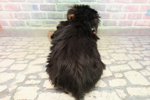 愛知県のヨークシャーテリア (Coo&RIKU名古屋中川店/2025年9月20日生まれ/男の子/スチールブルータン)の子犬の4枚目の画像