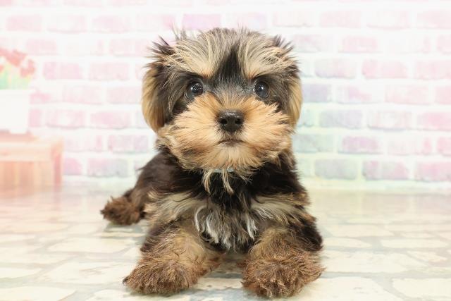 三重県のヨークシャーテリア (Coo&RIKU津高茶屋店/2025年9月20日生まれ/男の子/スチールブルータン)の子犬の1枚目の画像