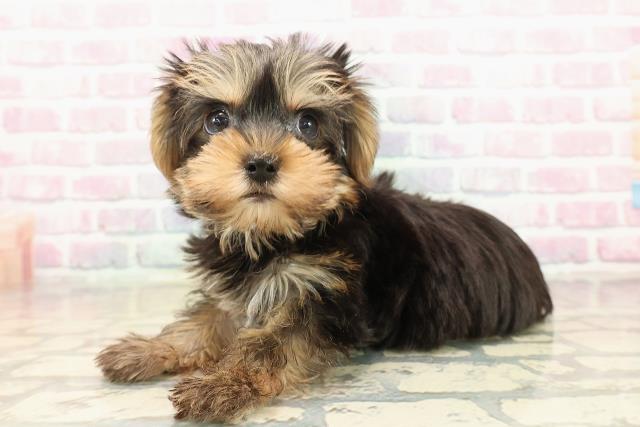 三重県のヨークシャーテリア (Coo&RIKU津高茶屋店/2025年9月20日生まれ/男の子/スチールブルータン)の子犬の2枚目の画像