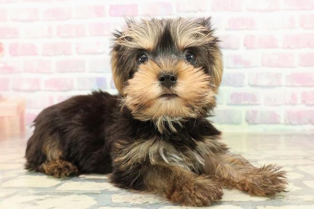 三重県のヨークシャーテリア (Coo&RIKU津高茶屋店/2025年9月20日生まれ/男の子/スチールブルータン)の子犬の3枚目の画像