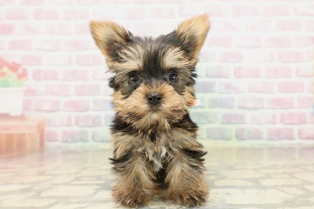 千葉県のヨークシャーテリア (Coo&RIKU流山店/2025年9月20日生まれ/女の子/スチールブルータン)の子犬の1枚目の画像