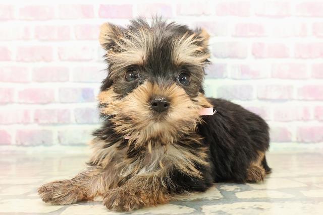 千葉県のヨークシャーテリア (Coo&RIKU流山店/2025年9月20日生まれ/女の子/スチールブルータン)の子犬の2枚目の画像