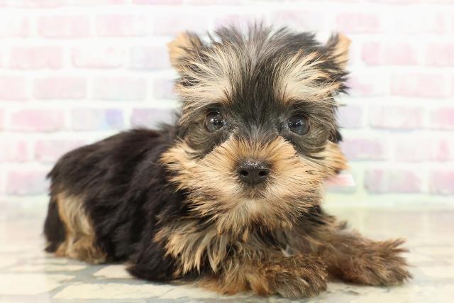 千葉県のヨークシャーテリア (Coo&RIKU流山店/2025年9月20日生まれ/女の子/スチールブルータン)の子犬の3枚目の画像