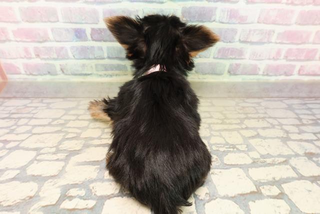 千葉県のヨークシャーテリア (Coo&RIKU流山店/2025年9月20日生まれ/女の子/スチールブルータン)の子犬の4枚目の画像