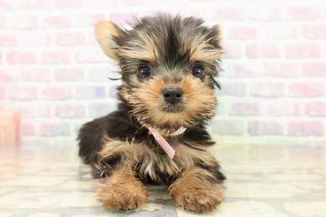 千葉県のヨークシャーテリア (Coo&RIKUアクロスモール新鎌ケ谷店/2025年9月20日生まれ/女の子/スチールブルータン)の子犬の1枚目の画像