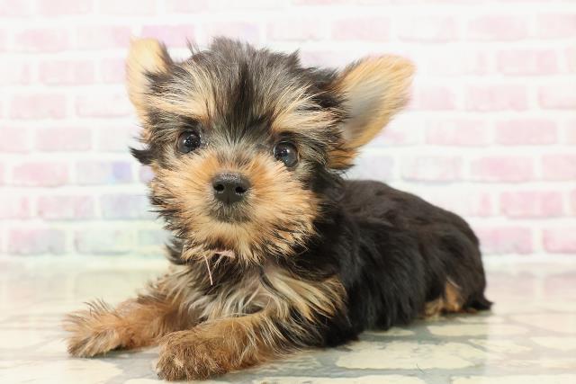 千葉県のヨークシャーテリア (Coo&RIKUアクロスモール新鎌ケ谷店/2025年9月20日生まれ/女の子/スチールブルータン)の子犬の2枚目の画像