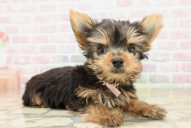 千葉県のヨークシャーテリア (Coo&RIKUアクロスモール新鎌ケ谷店/2025年9月20日生まれ/女の子/スチールブルータン)の子犬の3枚目の画像