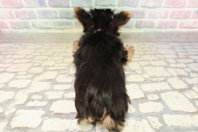 千葉県のヨークシャーテリア (Coo&RIKUアクロスモール新鎌ケ谷店/2025年9月20日生まれ/女の子/スチールブルータン)の子犬の4枚目の画像