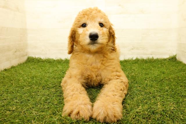 東京都のスタンダードプードル (Coo&RIKU江戸川店/2025年9月19日生まれ/男の子/アプリコット)の子犬の1枚目の画像