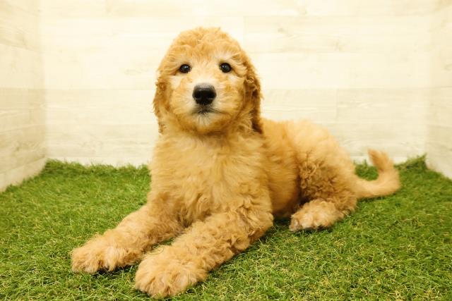 東京都のスタンダードプードル (Coo&RIKU江戸川店/2025年9月19日生まれ/男の子/アプリコット)の子犬の2枚目の画像