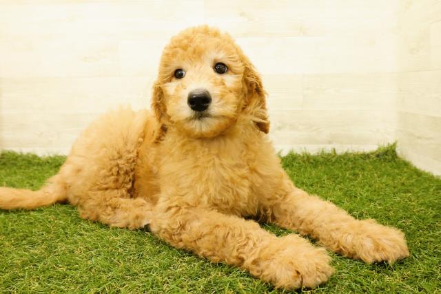 東京都のスタンダードプードル (Coo&RIKU江戸川店/2025年9月19日生まれ/男の子/アプリコット)の子犬の3枚目の画像