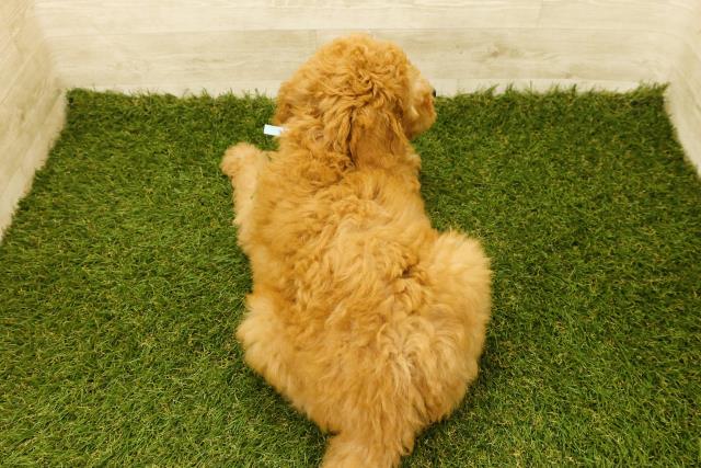 東京都のスタンダードプードル (Coo&RIKU江戸川店/2025年9月19日生まれ/男の子/アプリコット)の子犬の4枚目の画像