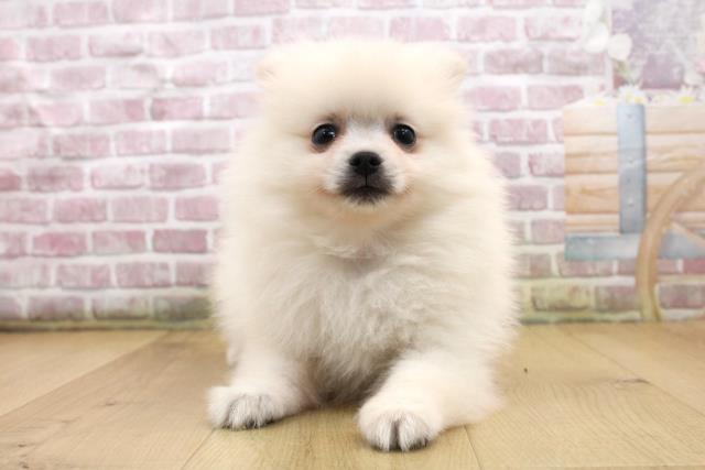 宮城県のポメラニアン (Coo&RIKUイオンタウン古川店/2025年9月18日生まれ/男の子/クリーム)の子犬の1枚目の画像