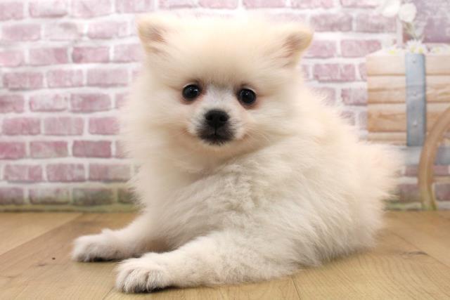 宮城県のポメラニアン (Coo&RIKUイオンタウン古川店/2025年9月18日生まれ/男の子/クリーム)の子犬の2枚目の画像