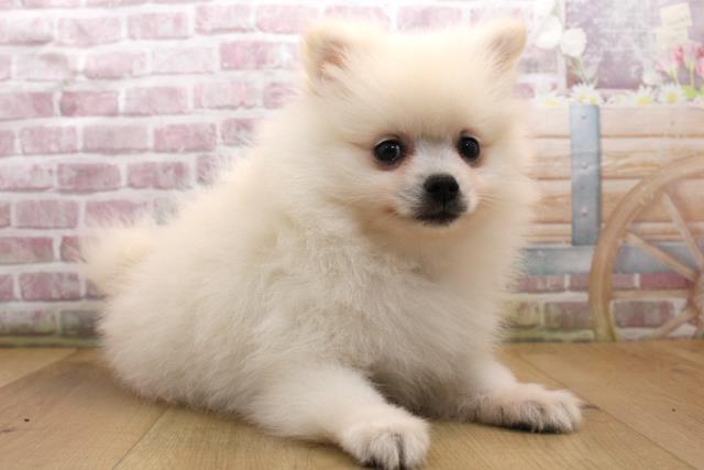 宮城県のポメラニアン (Coo&RIKUイオンタウン古川店/2025年9月18日生まれ/男の子/クリーム)の子犬の3枚目の画像